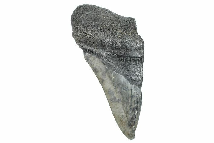 Partial Fossil Megalodon Tooth - South Carolina #277429